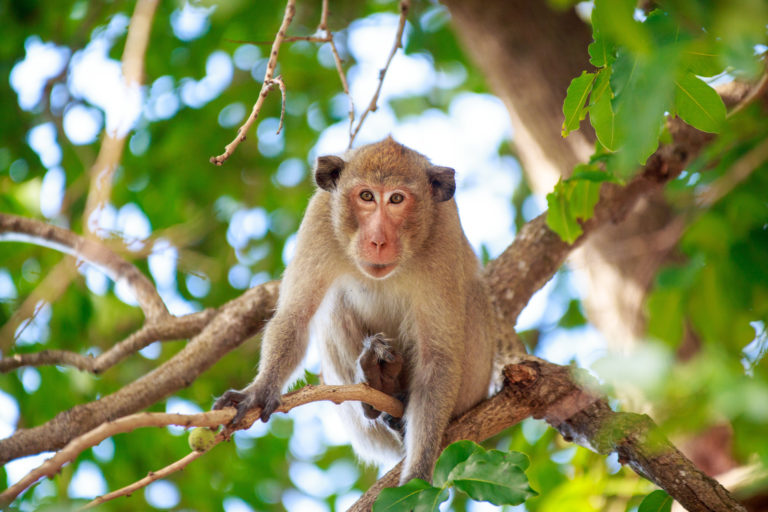 The 6 Best Places to View Free-Roaming Monkeys in Florida - Florida Insider