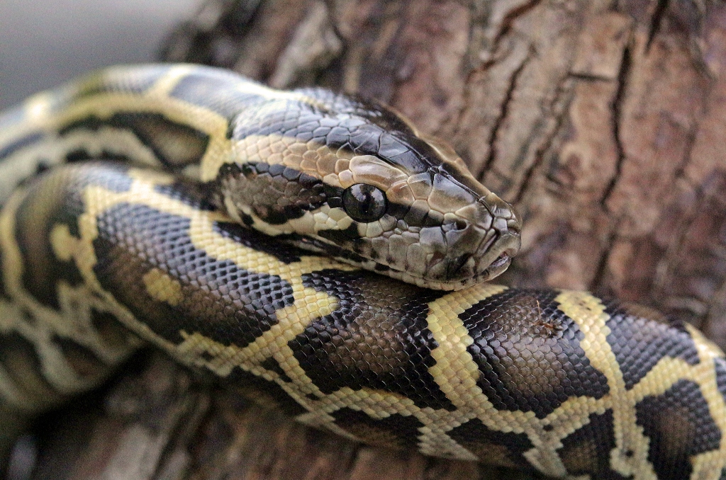 What Eats Burmese Pythons