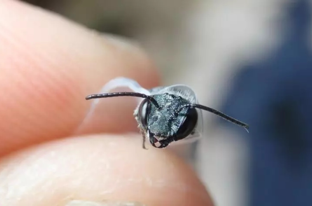 Florida's Rare Blue Bee Rediscovered in Central Florida's Lake Wales Ridge  - Florida Insider