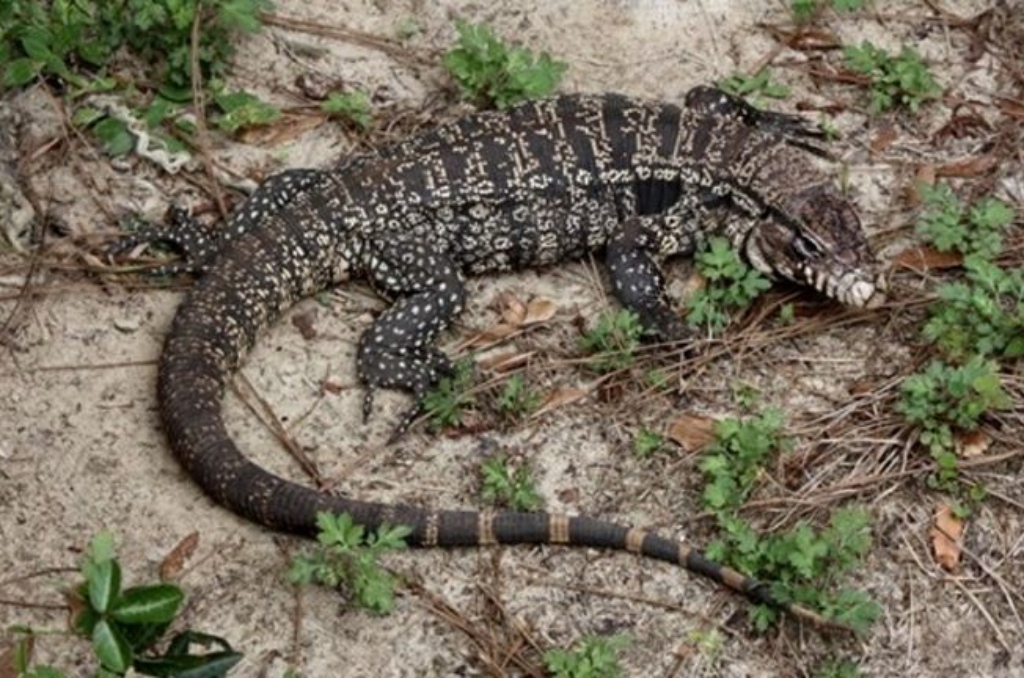 “Giant” Lizard Established as an Invasive Species in Florida Florida