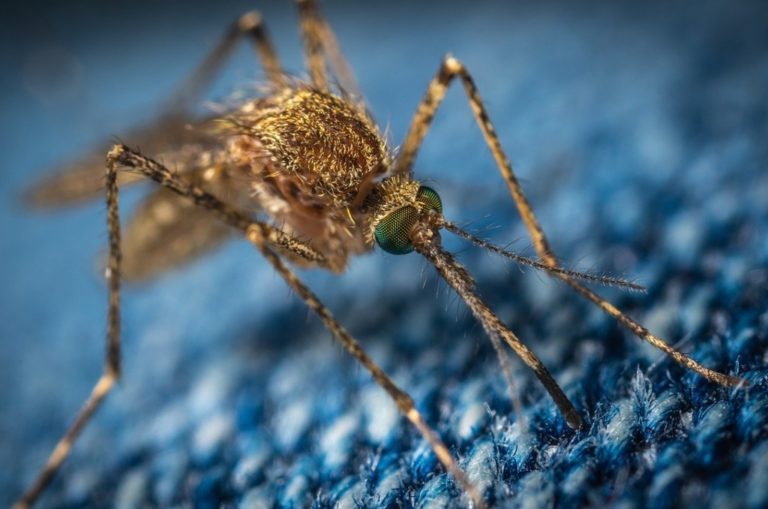 mosquito-mayhem-florida-keys-introduce-genetically-modified-mosquitoes