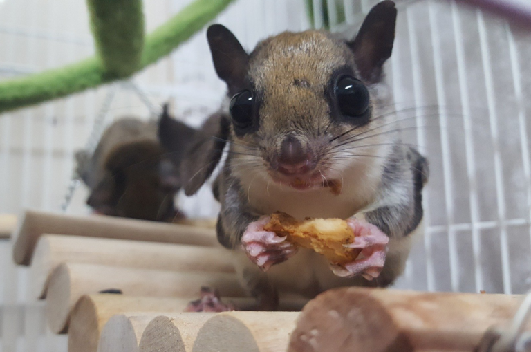 Flying Squirrel Trafficking ring in Florida results in six arrests, one
