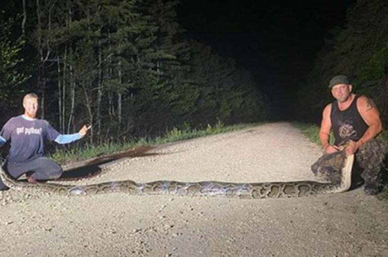 Burmese python caught in Everglades National Park breaks Florida record ...