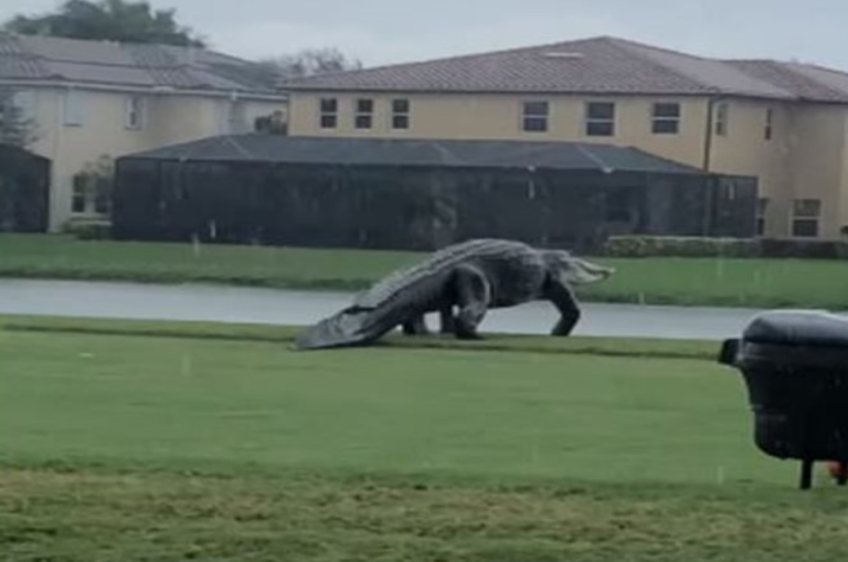 Meet the Naples-saurus: Monster-like Alligator roams Florida Golf ...