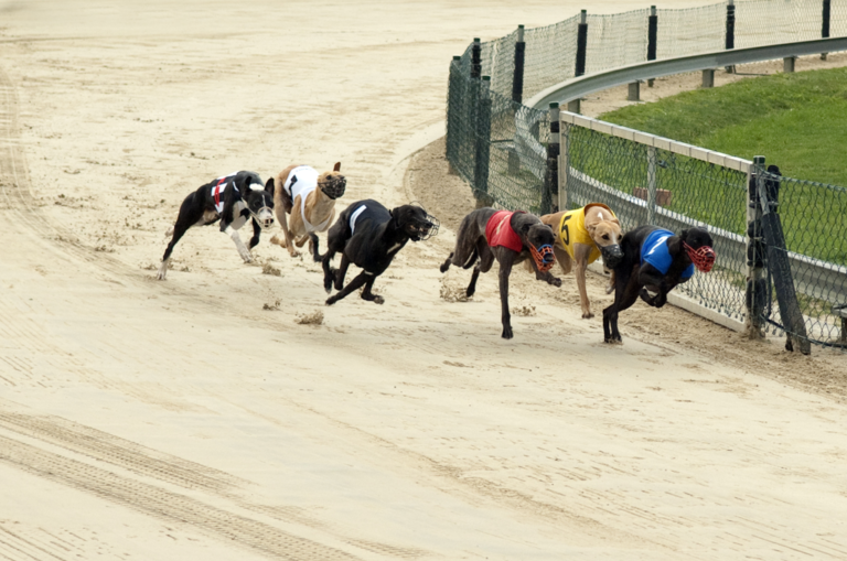 The end of an era: Greyhound dog Racing in Florida ends this week due ...