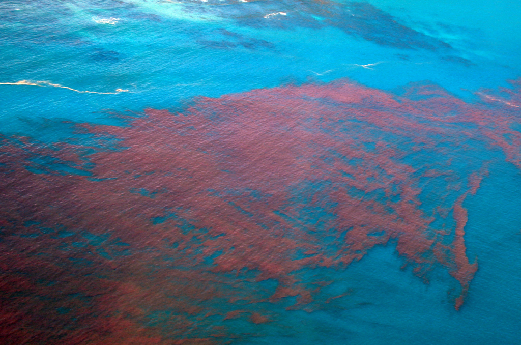 Red Tide Continues To Irritate Southwest Florida Beaches Florida Insider