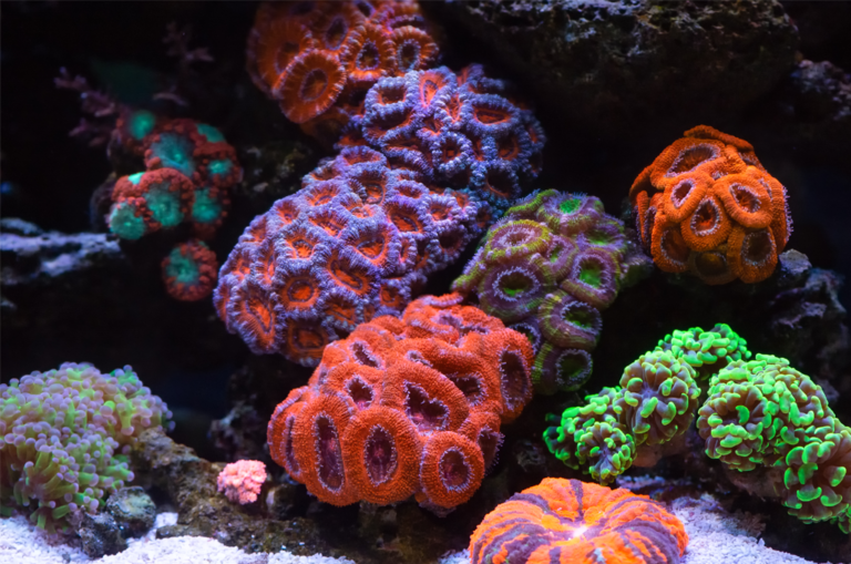 Coral Reefs Archives - Florida Insider