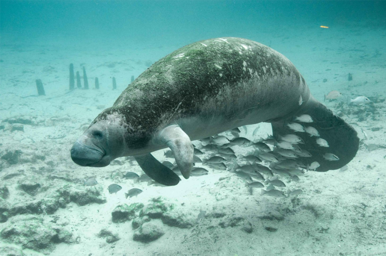 Florida's Manatees are dying at alarming rates-polluted water to blame