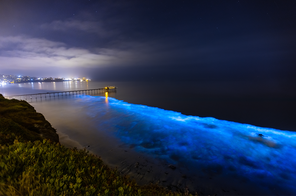 Take a seethrough kayak tour above bioluminescent lagoons in Florida