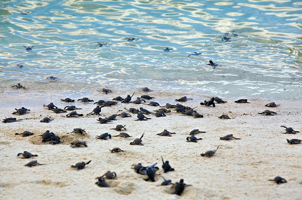 Baby sea turtle hatchlings are appearing along Florida's beaches