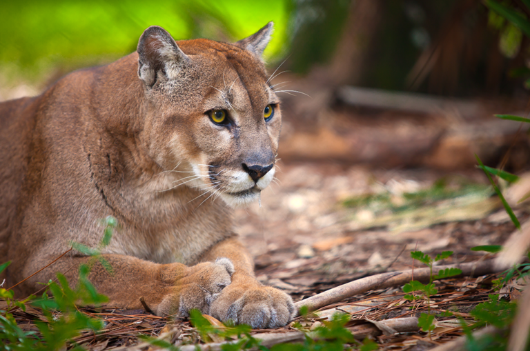 five-things-we-can-do-to-save-the-endangered-florida-panther