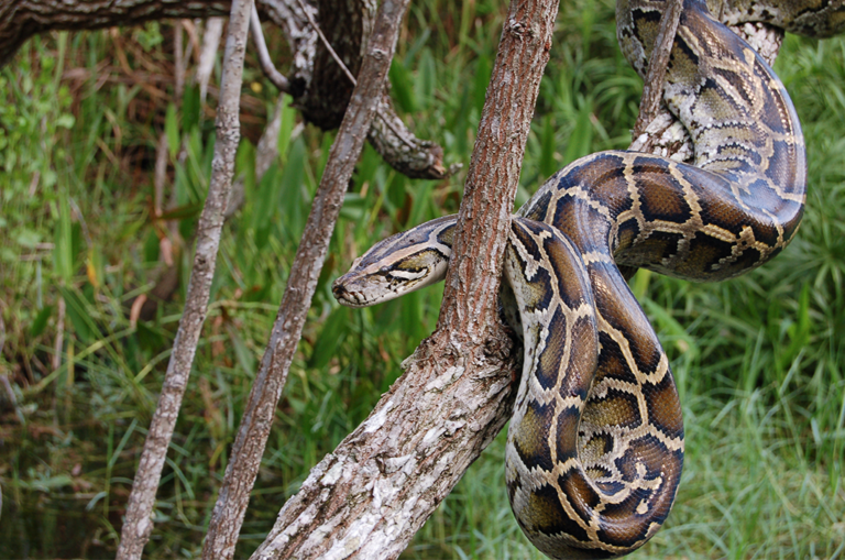 Giant invasive Burmese pythons are slithering their way up Florida