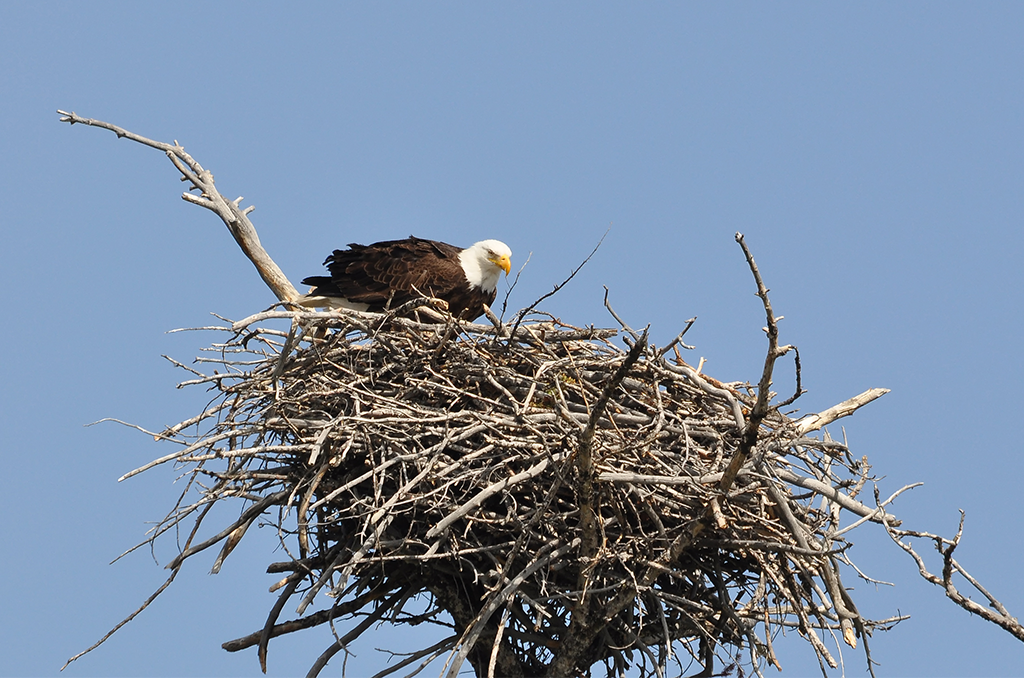 Two Bald Eagle Eggs Hatch In Florida As The World Watches Online