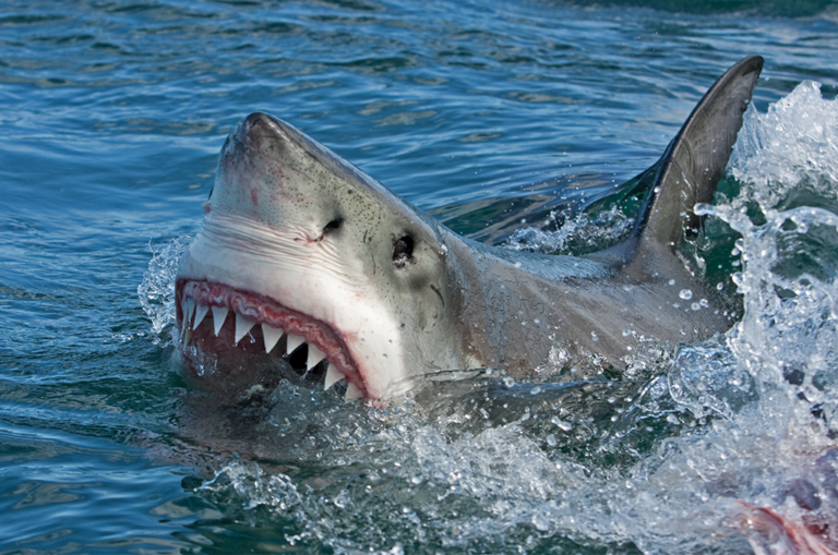 A ‘snowbird’ great white shark is making its way across Florida coast