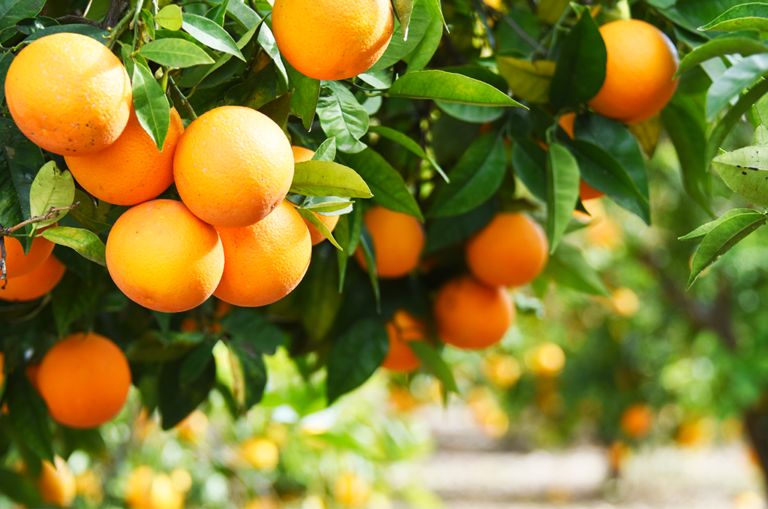 Florida produces the smallest orange crop in over 75 years