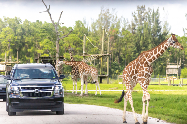 Lion Country Safari brings a wild drivethru experience to Florida residents