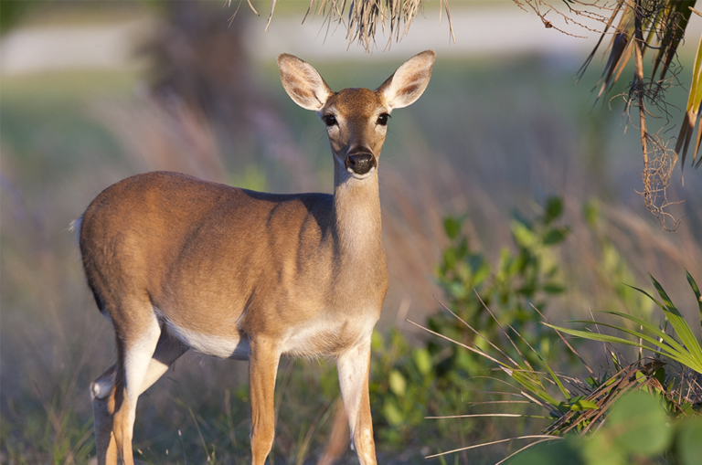 How Florida’s Key deer may be close to climate extinction