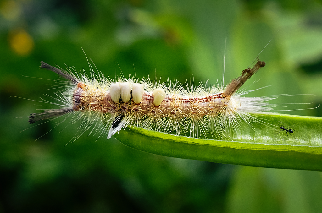 White Marked Tussock Moth Fuzzy Caterpillar Satyashutter 