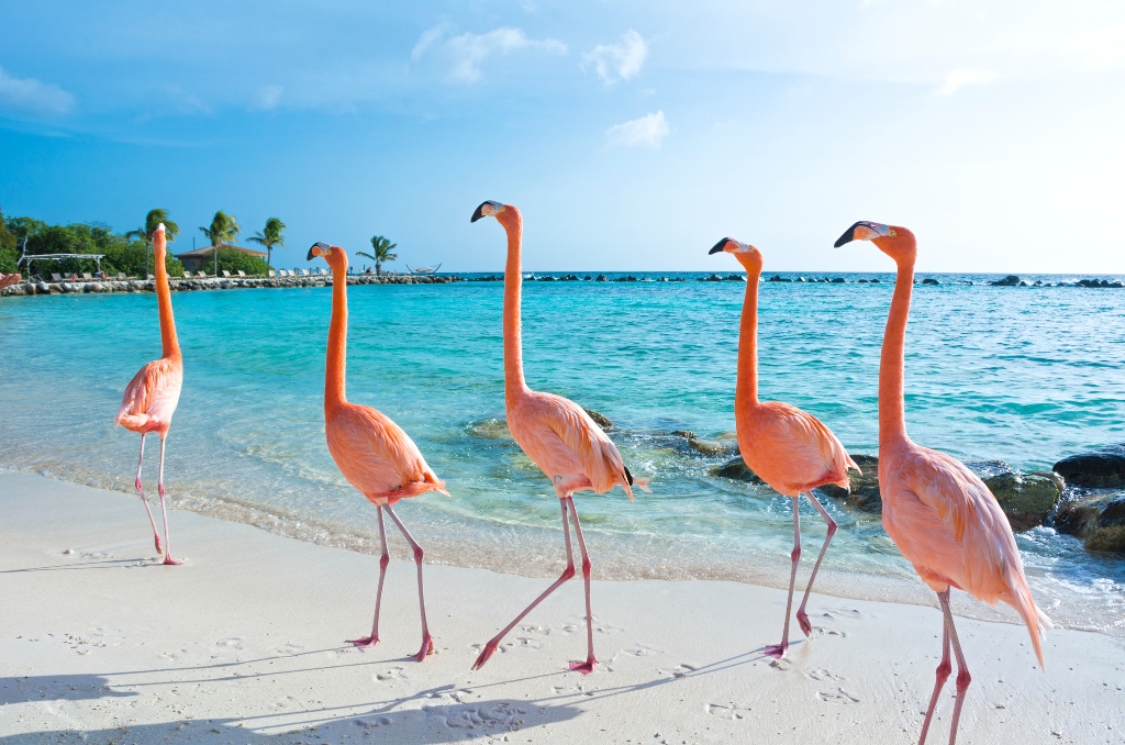 Flamingos In The Wild