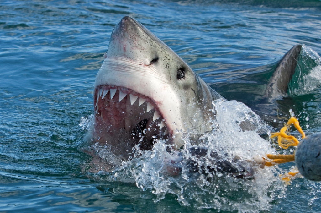 shark attack Archives - Florida Insider