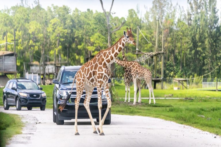 Florida's Lion Country Safari named one of the nation’s Top 5 safari parks
