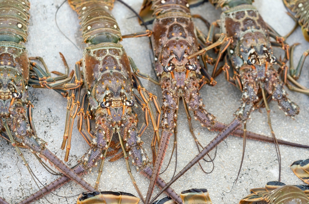 Florida fishing: Red snapper season ends as lobster mini-season begins