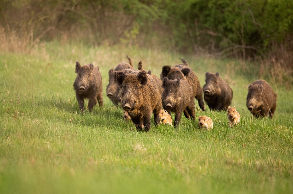 Lawns are being torn apart by wild hogs in Florida