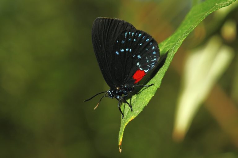 Popular Coontie plant in Florida revives nearextinct butterfly species