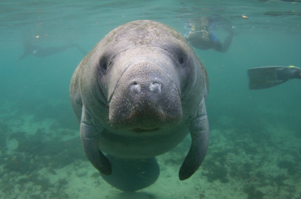 Alarming manatee death toll in Florida push calls for endangered status