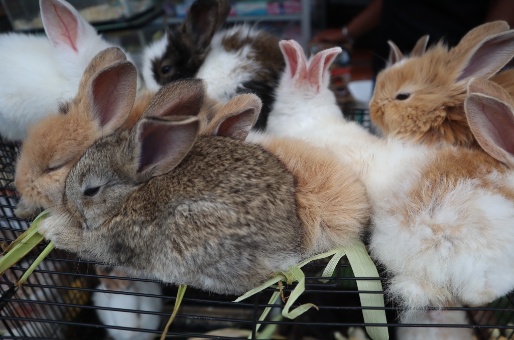Lionhead Rabbits in Florida - Your Guide to Lionhead Rabbit Care