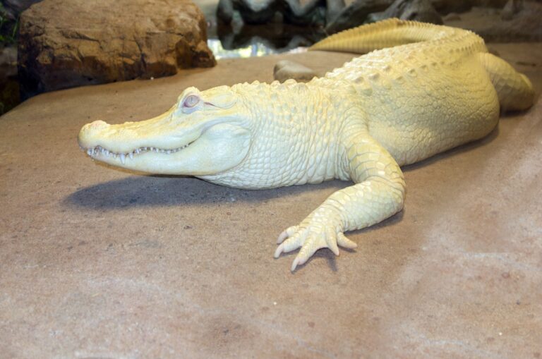 A very uncommon white alligator is born in Gatorland